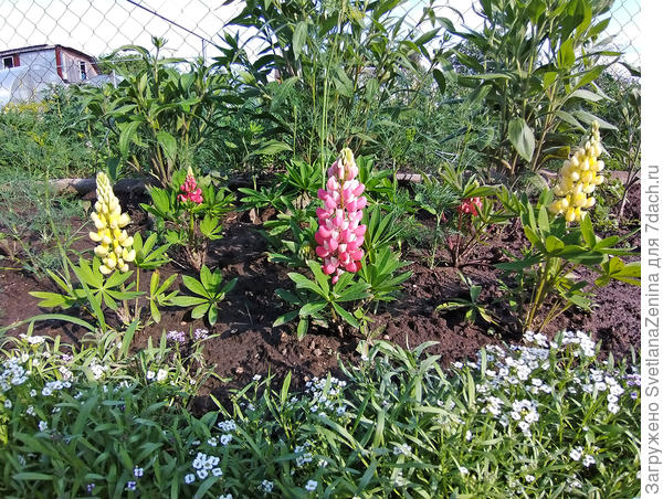 Общим планом