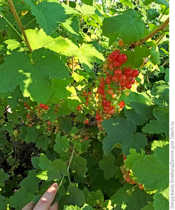 Красная смородинка будет