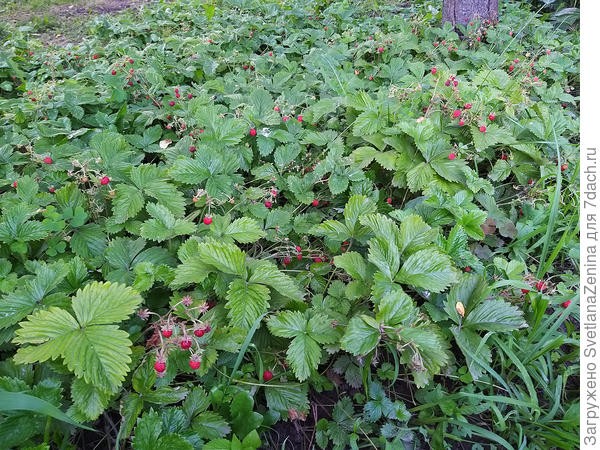 Уже несколько мисочек съели