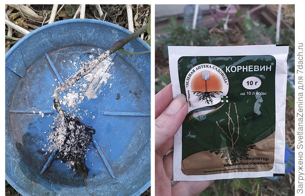 Корневин