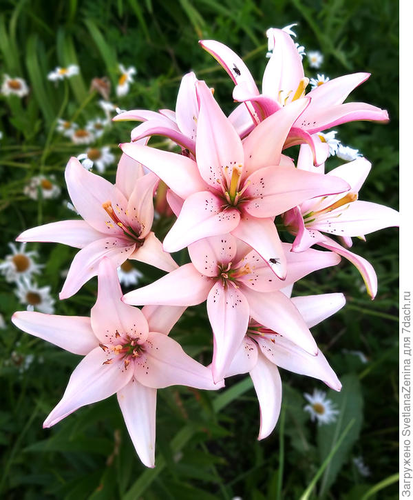 С Днём рождения!