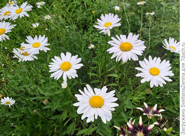 лично для Наташки огромные ромашки!