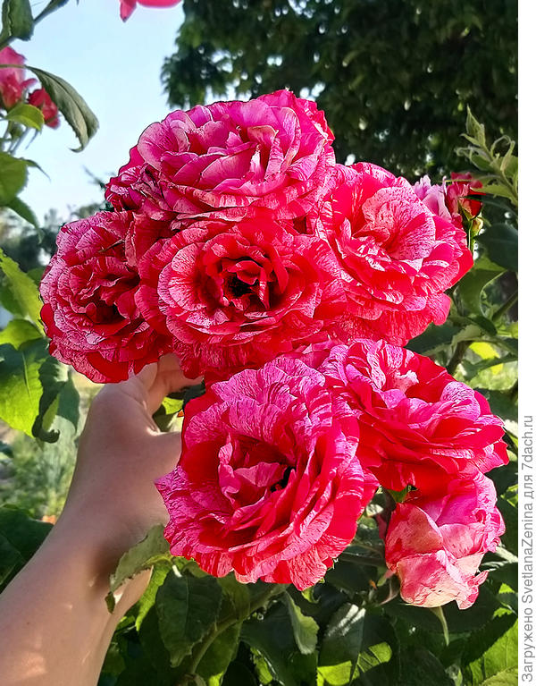 Благоуханный букет из моего сада для Татьяны!