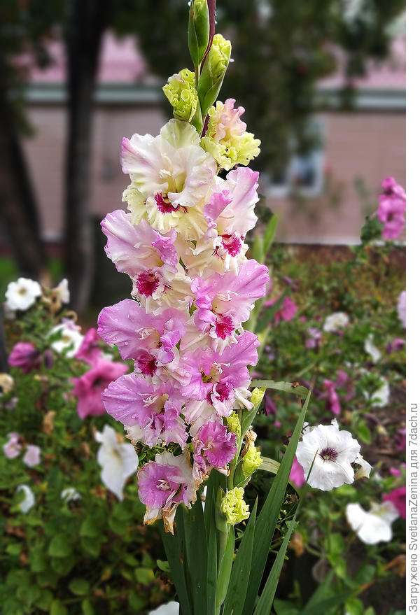 Пусть жизнь будет наполнена всегда яркими красками!