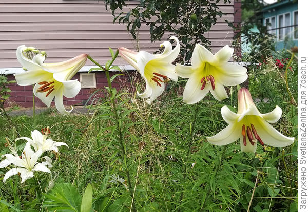 Эти лилии были найдены на участке, не цвели. откопала с большой глубины луковицы, пересадила и вот увидела красоту