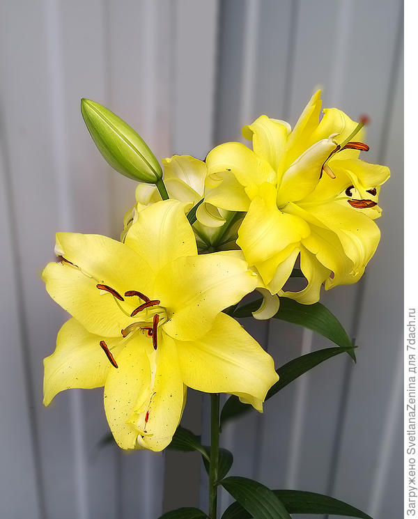 А эту лилию вчера только купила на рынке. Называется Экзотик Сан, ОТ-гибрид. Очень надеюсь, что приживется на моем участке и будет радовать красотой.