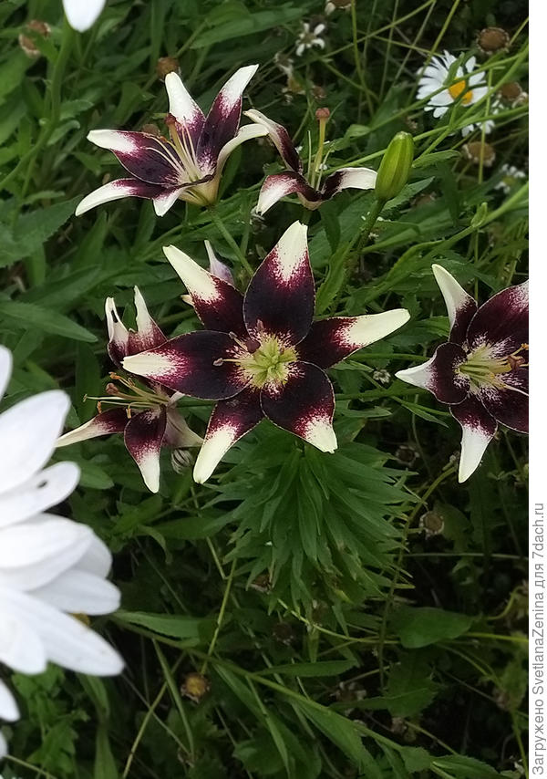 Вот такая малышка Patricia's Pride, которую задавил мощный нивяник