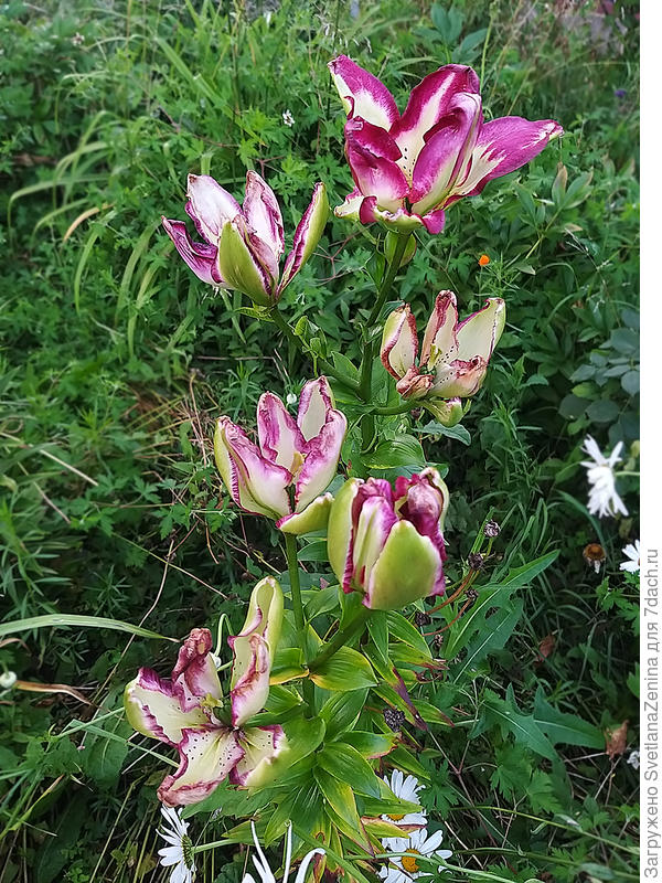 Общим планом