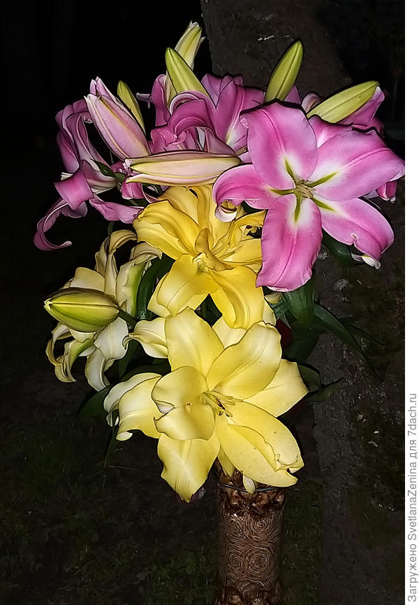 Еще цветет и пахнет, буквально этой ночью сфотографировала )