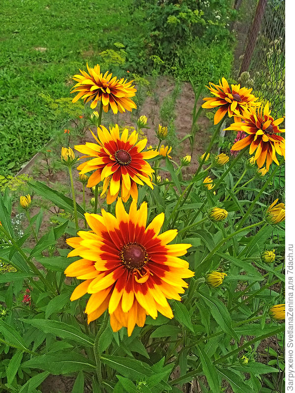 но несколько кустиков перезимовало и я их пересадила на новую клумбу. в этом году они цветут гораздо шикарнее