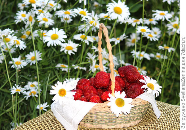 Клубнички для Таечки