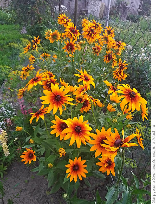 одна печалька - цветы смотрят на соседний участок