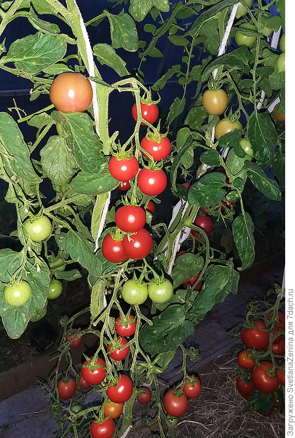 Круглые 21.08