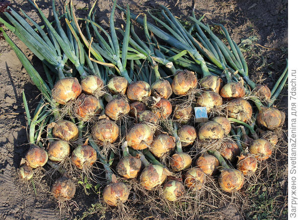 нашла фото уборки