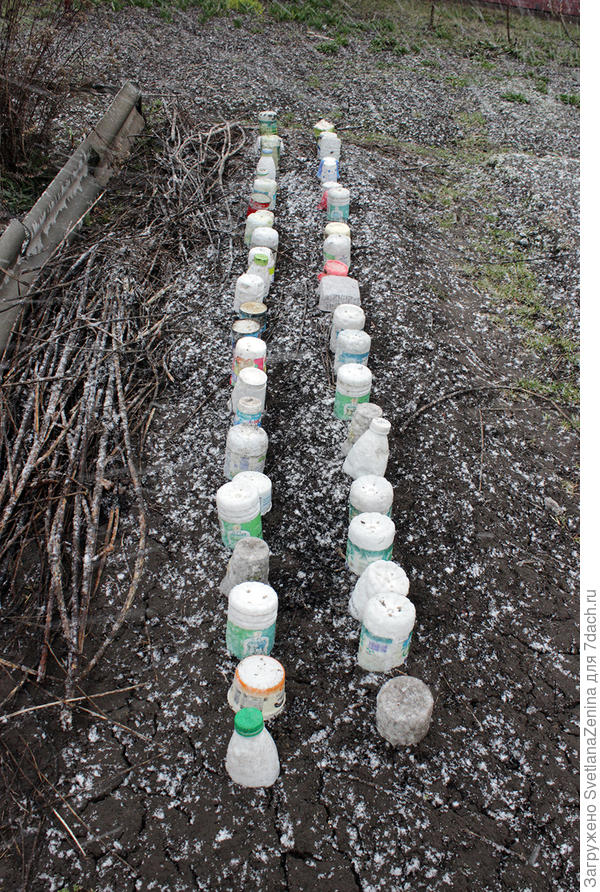 Середина марта, а он уже по 10 см. Пришлось прятать