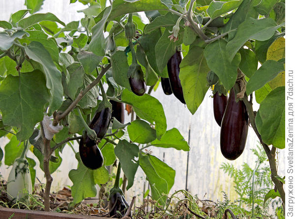 11 октября. Грибной вкус от Аэлиты