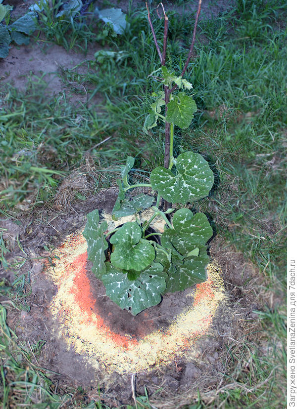 Плеть приходилось на палочку поднимать )) Потом уже листья жесткие стали