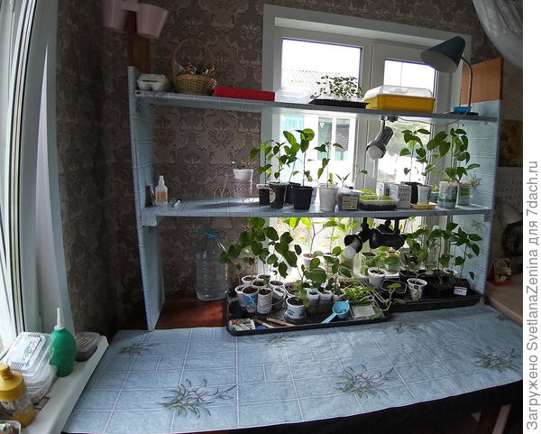 Это уже май, почти всю рассаду вынесла, что-то уже высадила