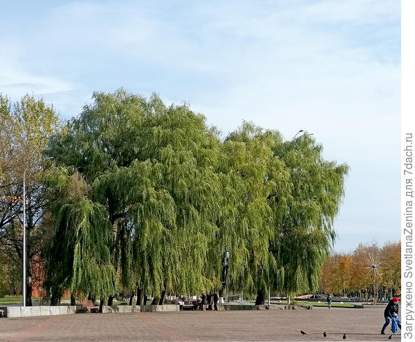 Сегодня