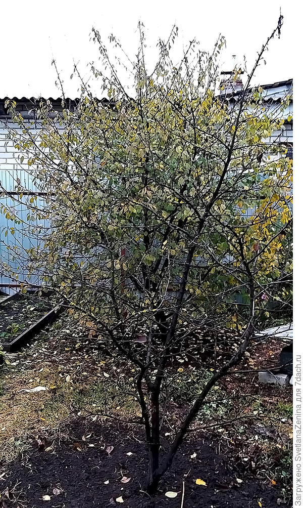 А это к слову о листьях на вишне. Здесь две. На переднем плане абсолютно лысая, на заднем еще прилично олиствленная.
