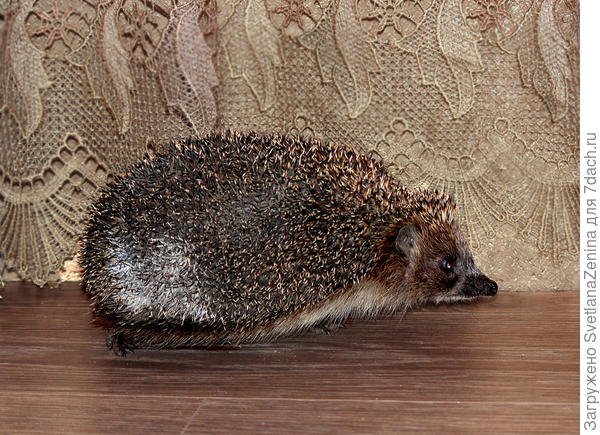 Это весной папа занёс девочкам показать. Оказывается весной у ёжиков белое пятно на попе, а летом такого не замечала.