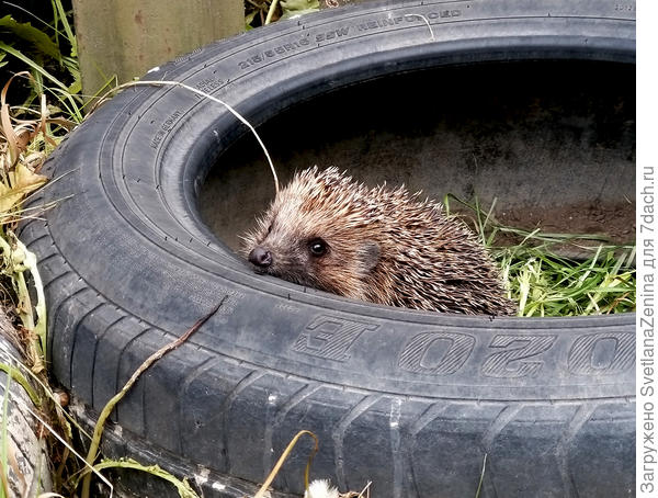 А это весной шла по улице, а впереди бежала собака. И вдруг она резко свернула к колесам, которые для клумб приготовили. Мне тоже стало интересно, заглянула, а там ежишка. Туда попасть легко было, а вот обратно уже не выбраться. Хорошо с собой что-то в руках было, вынула колючего из ловушки.
