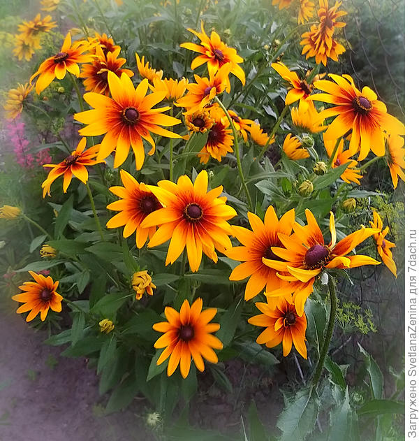 Много солнышек в подарок!