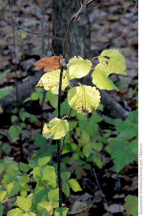 Солнечный светильник