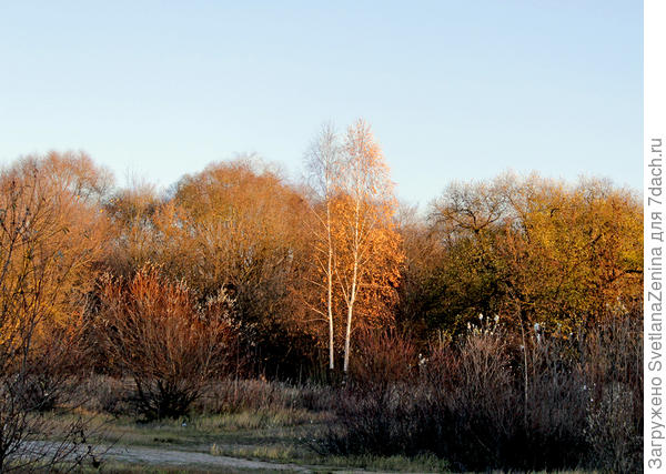 А когда возвращались обратно, заходящее солнце так раскрасило деревья и кусты, что казалось вернулась золотая осень. Да и близняшки березки в центре еще сохранили на себе скромные золотые сорочки.