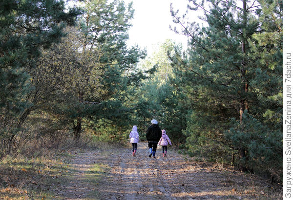 И лишь в сосновых посадках почти забываешь, что сейчас не лето