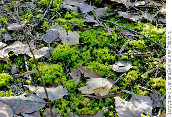 Наткнулись на маленький пятачок такого ярко-зеленого мха, что не могла пройти мимо и не сфотографировать.