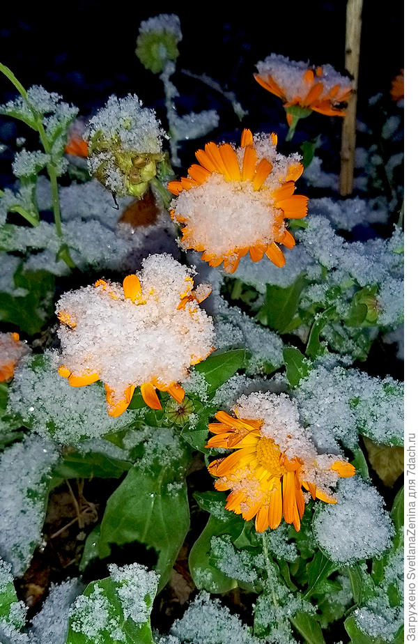 А сегодня солнечный цветок запорошил беленький снежок