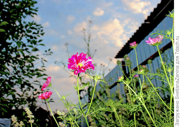 Тянемся за заходящим солнышком.