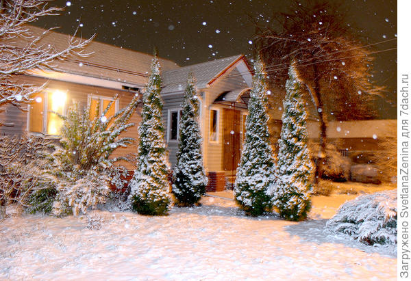 А это мои туйки сегодня