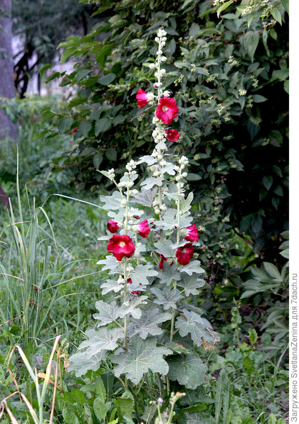 Эта на другой тропинке растет )) там правда редко ходим
