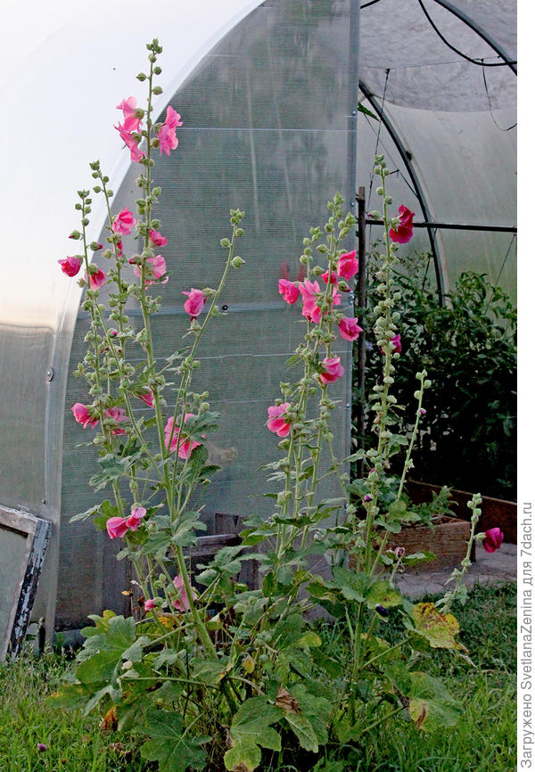 Эта на дорожке. 2 года по ней ходили, пока она листочками была. Но она победила и дорожка сдвинулась ))