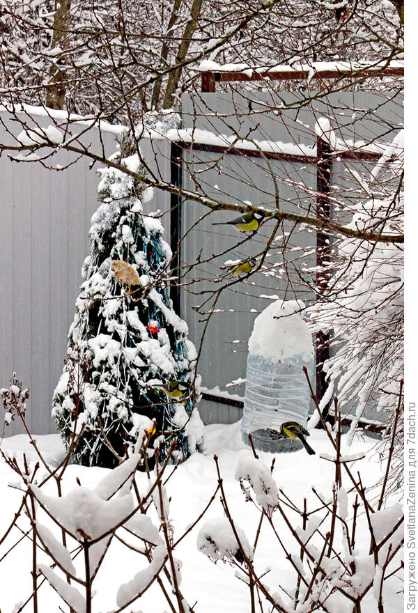 А сейчас вот так. Птички правда снег отряхнули с близлежащих ветвей.