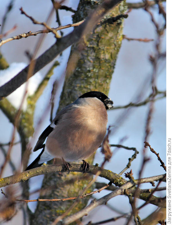 Снегурочка