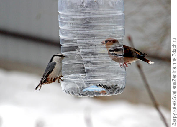 Поползень и дубонос