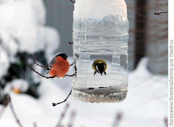 Снегирь и синичка