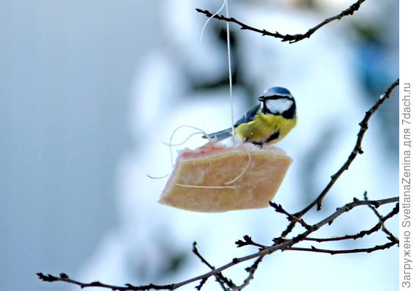 Синичка лазоревка на сале