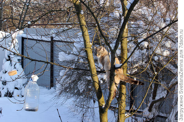 А это контроль на кормушке