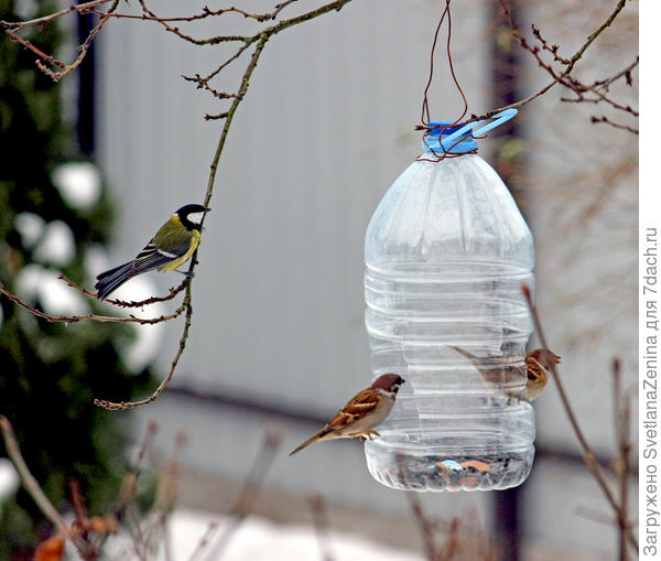 Большая синица и воробьи