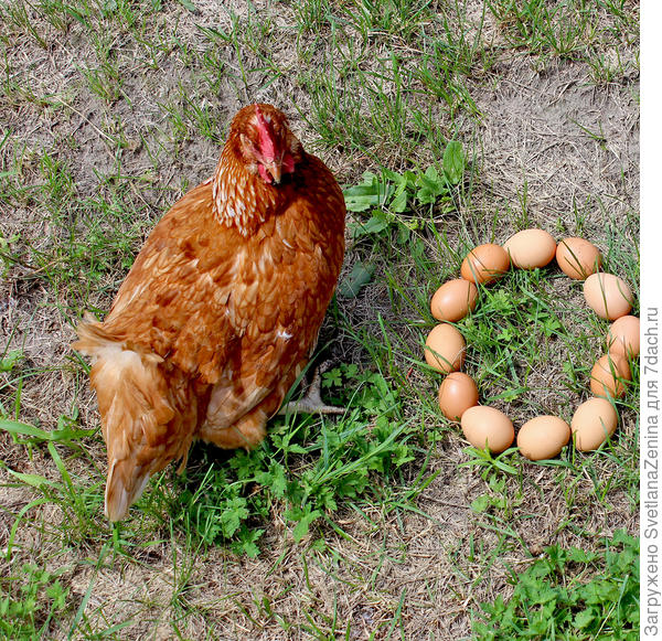 Несут ли куры яйца без петухов?