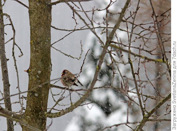 А это просто для разнообразия