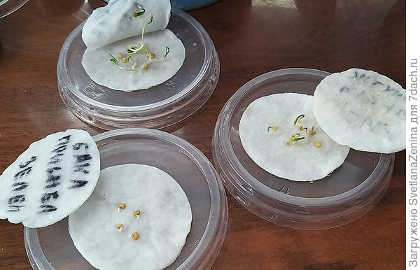 Жгучий перец и баклажаны