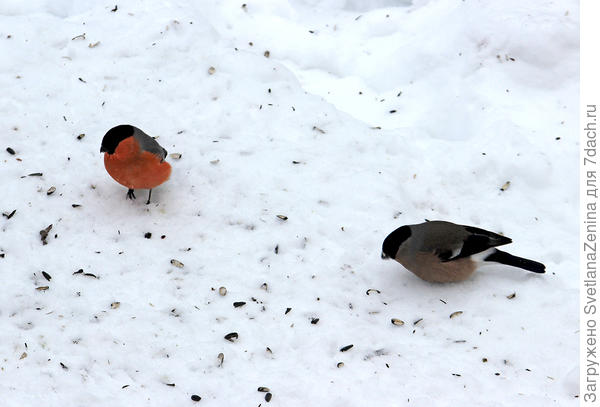 Снегирь со снегурочкой