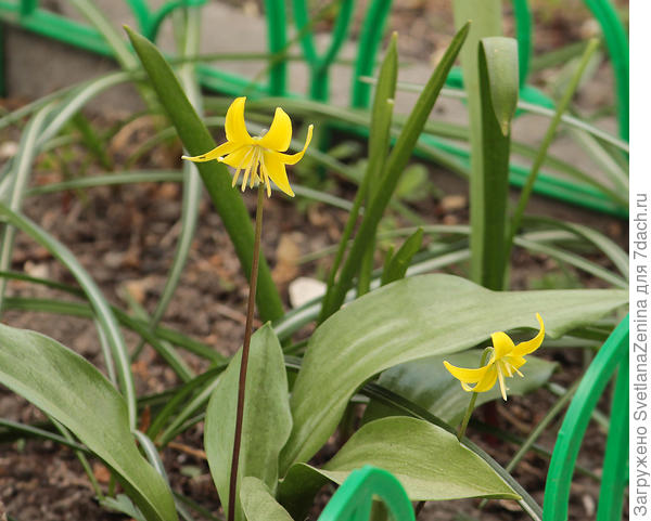 Это уже второй сезон