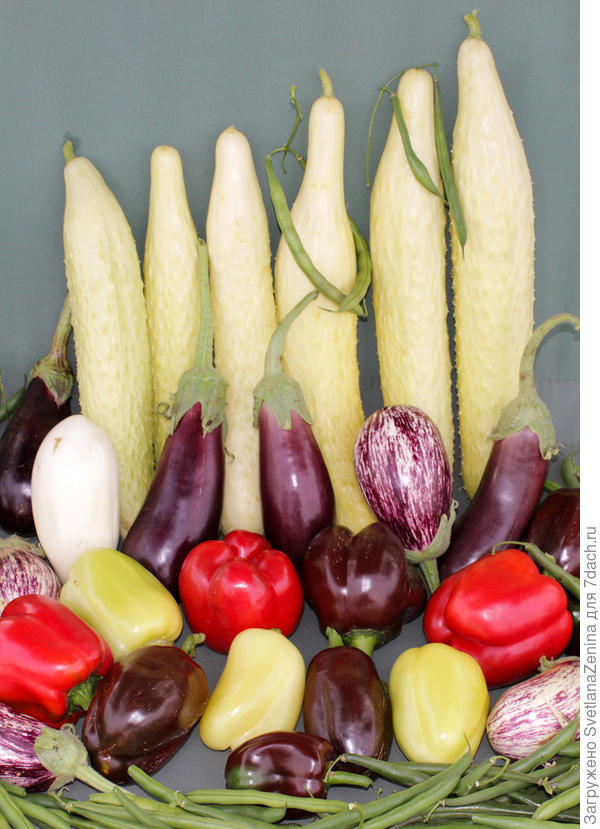 Реальный цвет "Белого змея"