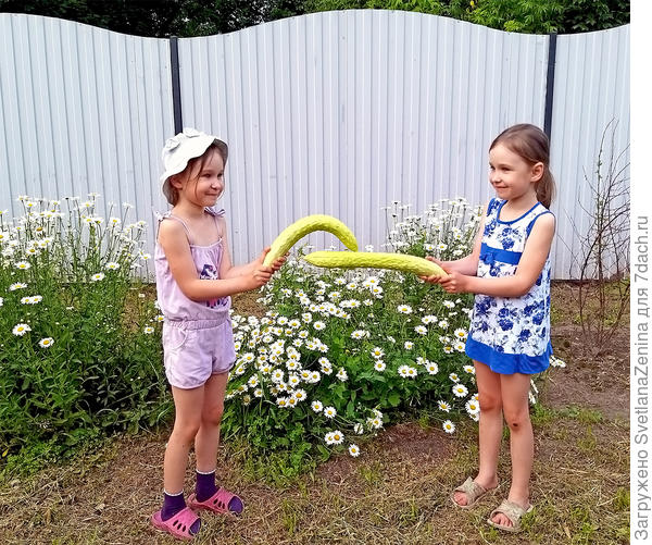 Первый урожай